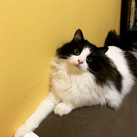 Meet your Posher, BB - Picture 4 of 10